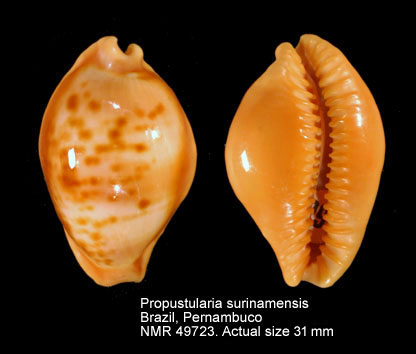 Propustularia surinamensis.jpg - Propustularia surinamensis(Perry,1811)